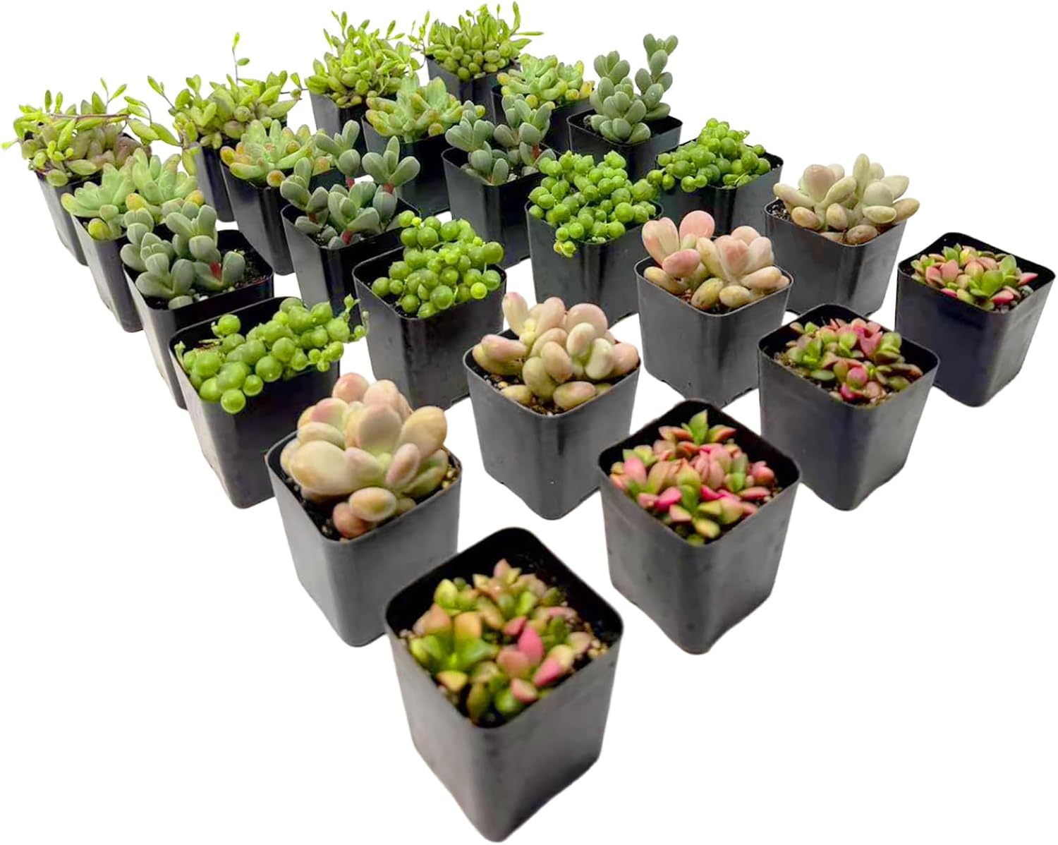 2 Inch Assorted Succulent Plants - Live Mixed Rosette & Unique Succulent Variety Pack, Healthy Rooted Succulents for Indoor/Outdoor Decor, Terrarium, DIY Garden & Gift (24-Pack)