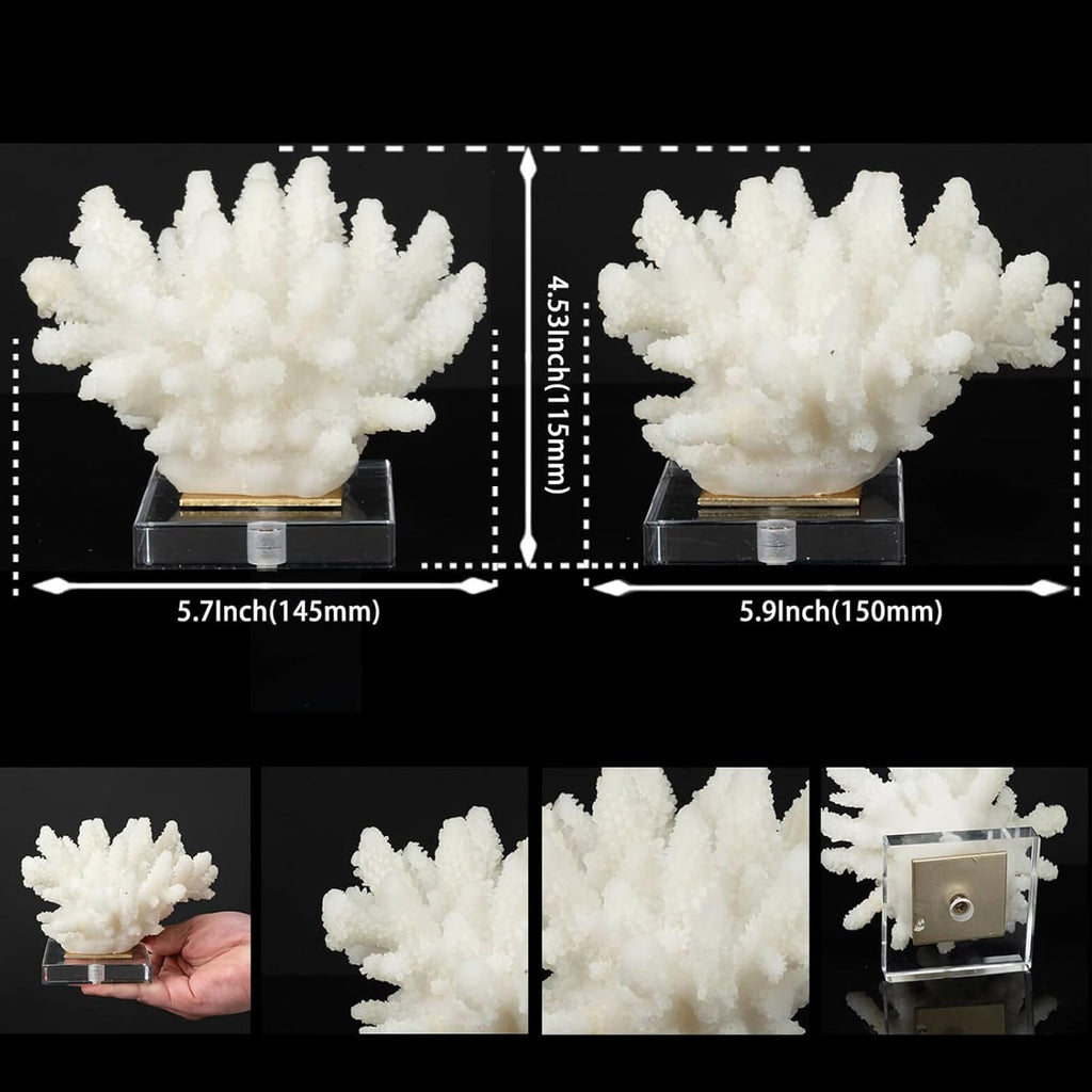 Faux Coral Decor - Resin Coral Home Decor with Acrylic Base - White
