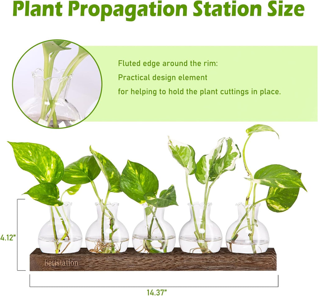 Plant Propagation Station, Plants Terrarium with Wooden Stand 5 Bulb Houseplants Glass Vase for Hydroponic Plants Gift for Plant Lovers Home Office Decor