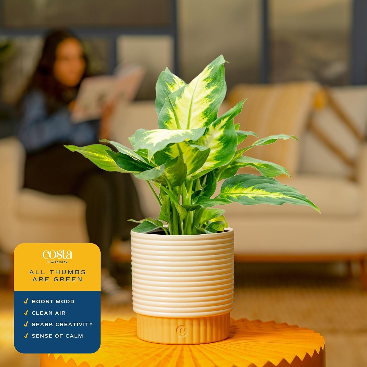 Costa Farms Dieffenbachia Live Plant Indoor, Easy Grow Light and Watering Houseplant, Potted in Indoors Garden Decor Plant Pot, Soil, Grower's Choice, Home and Office Plants Decor, 1 Foot Tall