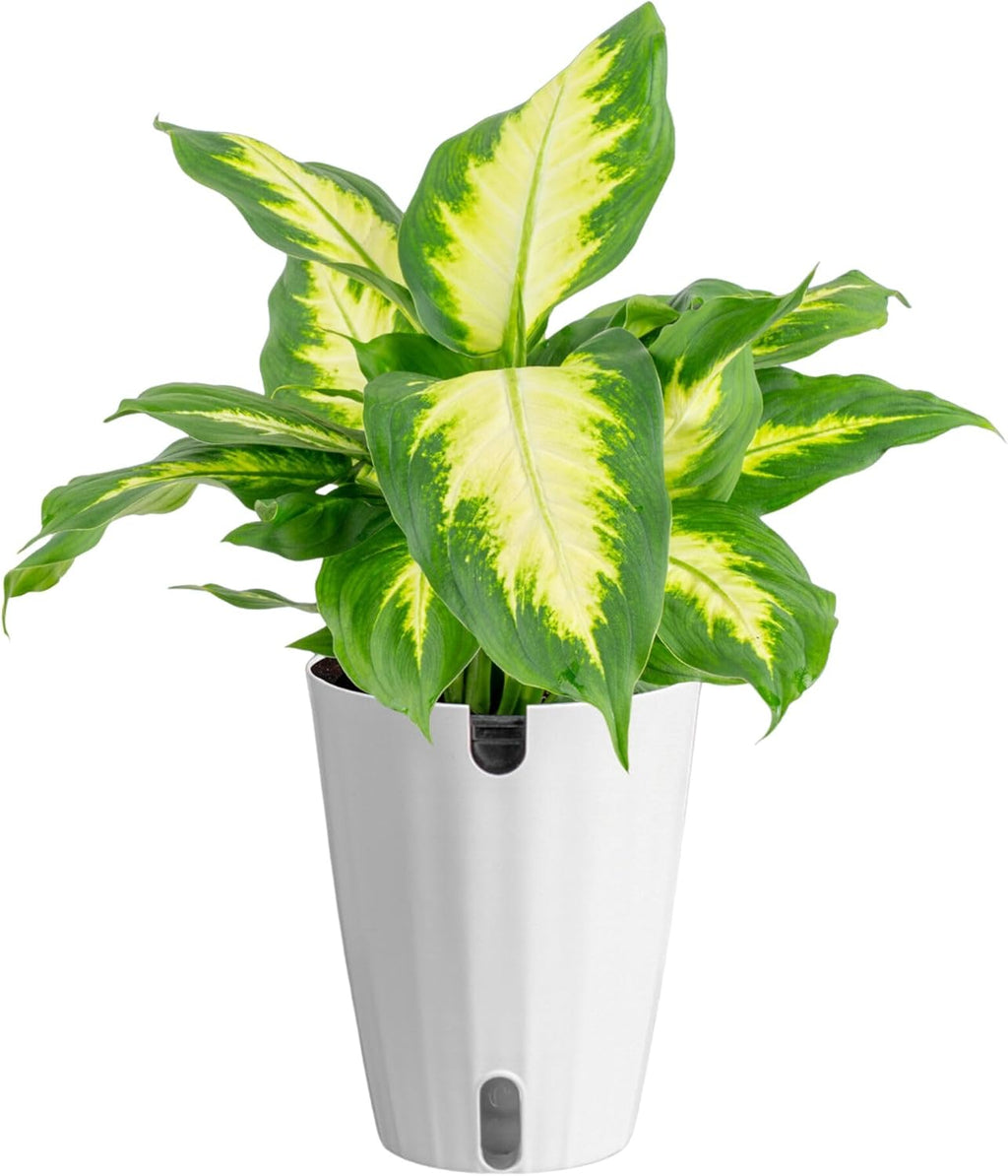 Costa Farms Dieffenbachia Live Indoor Plant, Easy to Grow Houseplant, Potted in Indoors Garden Nursery Plant Pot, Potting Soil Mix, Grower's Choice, Home and Office Plants Decor, 1 Foot Tall