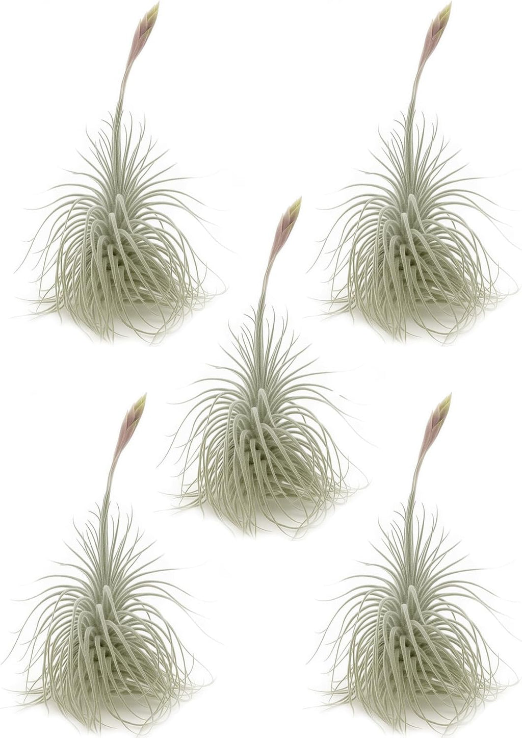 ragnaroc Live air Plant - Tillandsia Tectorum Air Plant 4-6" – 5ct – Unique Shape with Silvery Fuzz – Low Maintenance Houseplant – Perfect for Decor, Terrariums, Gifts - Live Arrival Guaranteed