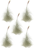 ragnaroc Live air Plant - Tillandsia Tectorum Air Plant 4-6" – 5ct – Unique Shape with Silvery Fuzz – Low Maintenance Houseplant – Perfect for Decor, Terrariums, Gifts - Live Arrival Guaranteed