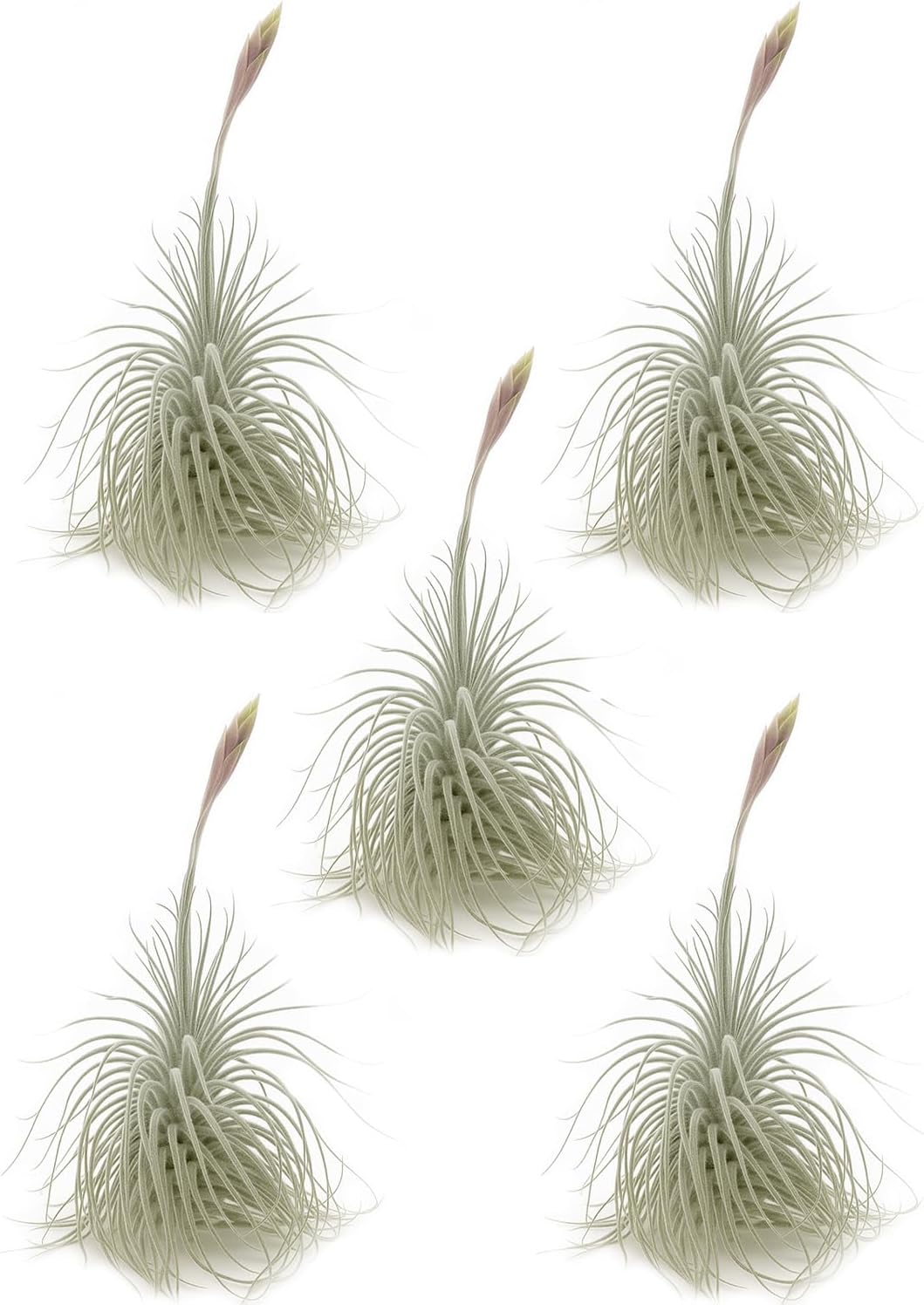 ragnaroc Live air Plant - Tillandsia Tectorum Air Plant 4-6" – 5ct – Unique Shape with Silvery Fuzz – Low Maintenance Houseplant – Perfect for Decor, Terrariums, Gifts - Live Arrival Guaranteed