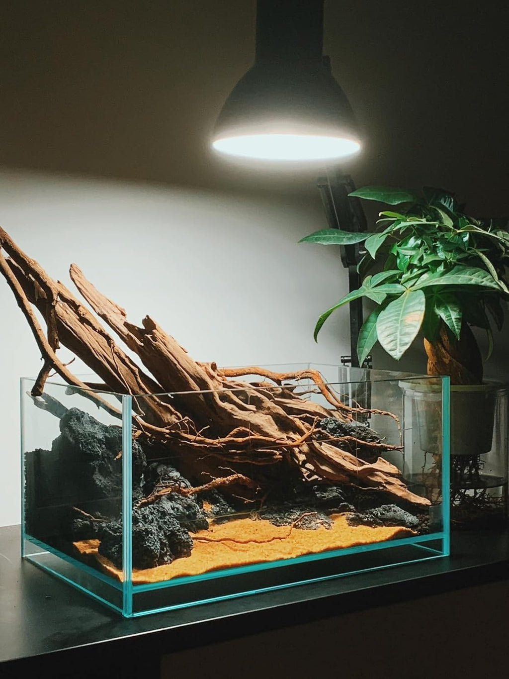 Azil Natural Driftwood 6'' - 8'' Perfect Aquarium Decoration! Ideal for Fish Tanks, Freshwater Aquariums, terrariums, aquascaping, hardscaping,Aquatic Plants.