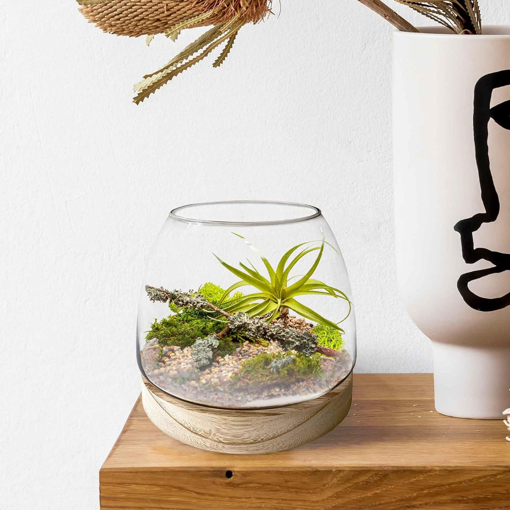 6 Inch Plant Glass Terrarium with Removable Wooden Base for Succulents Glass Bowl for Air Plant Cactus Moss (Plants not Included)