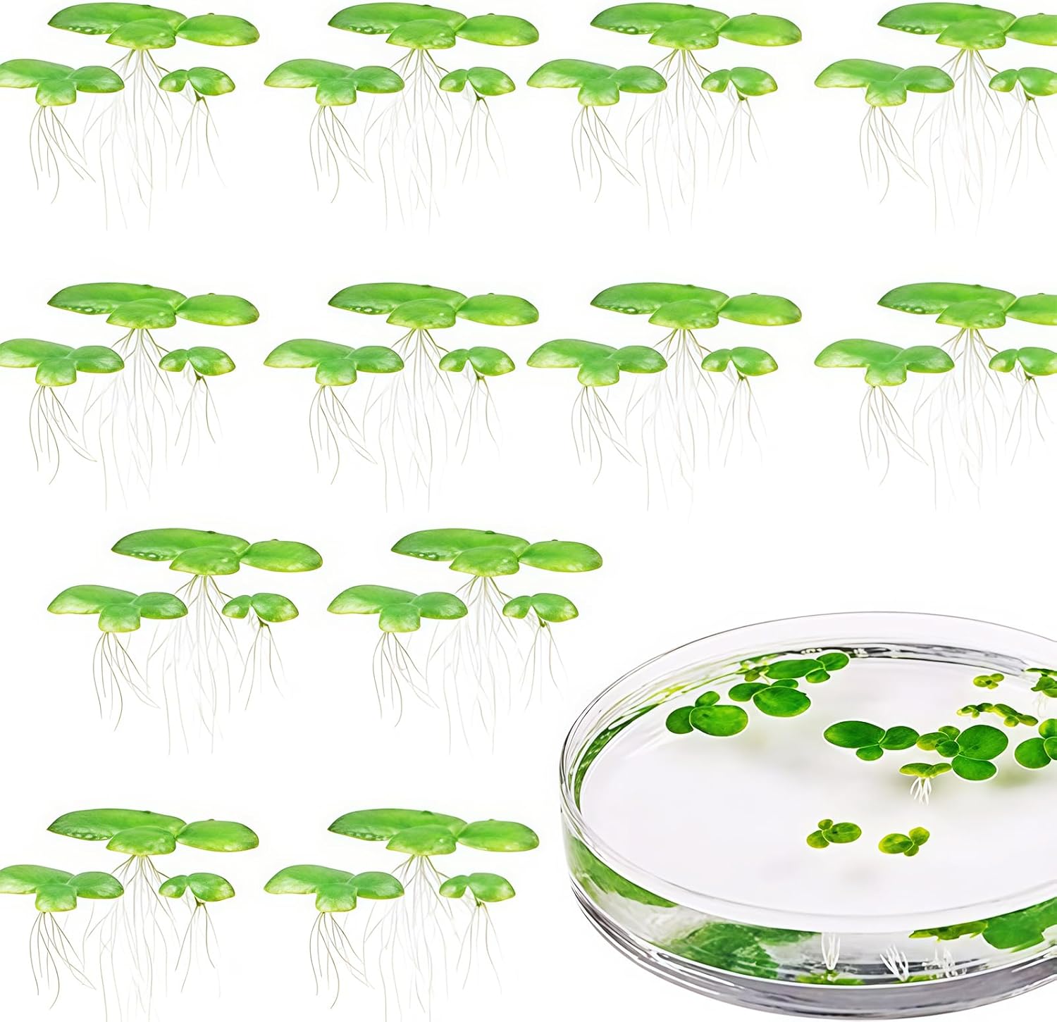 2 Pack Artificial Floating Plant Realistic Duckweed Decors for Aquarium Water Surfaces Enhancement