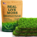 Live Moss – Plagiomnium Moss (3 Sheets, Each Approx. 3.5"x7") for Terrariums, Moss Balls, Bonsai & Natural Plant Decor – Naturally Grown, Reusable, Not Artificial