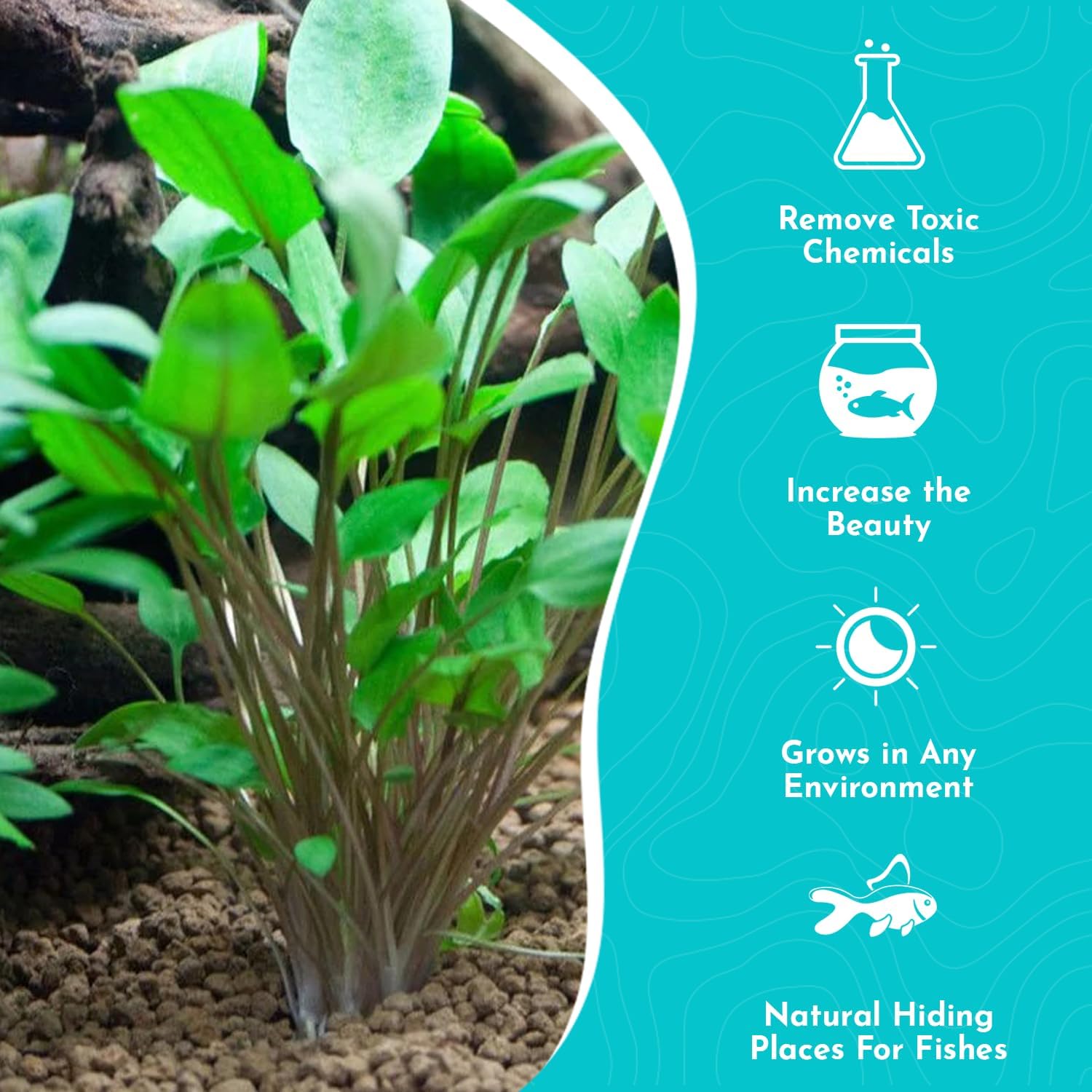 Cryptocoryne Wendtii Green Bare Root - Versatile and Durable ¬- Classic Plant - Mid-Ground Positioning - All Natural & Organic Aquatic Plant - Long Lasting & Easy to Care - Medium
