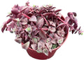 Sprout N Green Calico Kitten | Crassula Pellucida Variegata, 4in Live Succulent Fully Rooted with Soil Mix, Rare House Plant for Home Holiday Wedding Garden Decor, DIY Projects, Party Favor