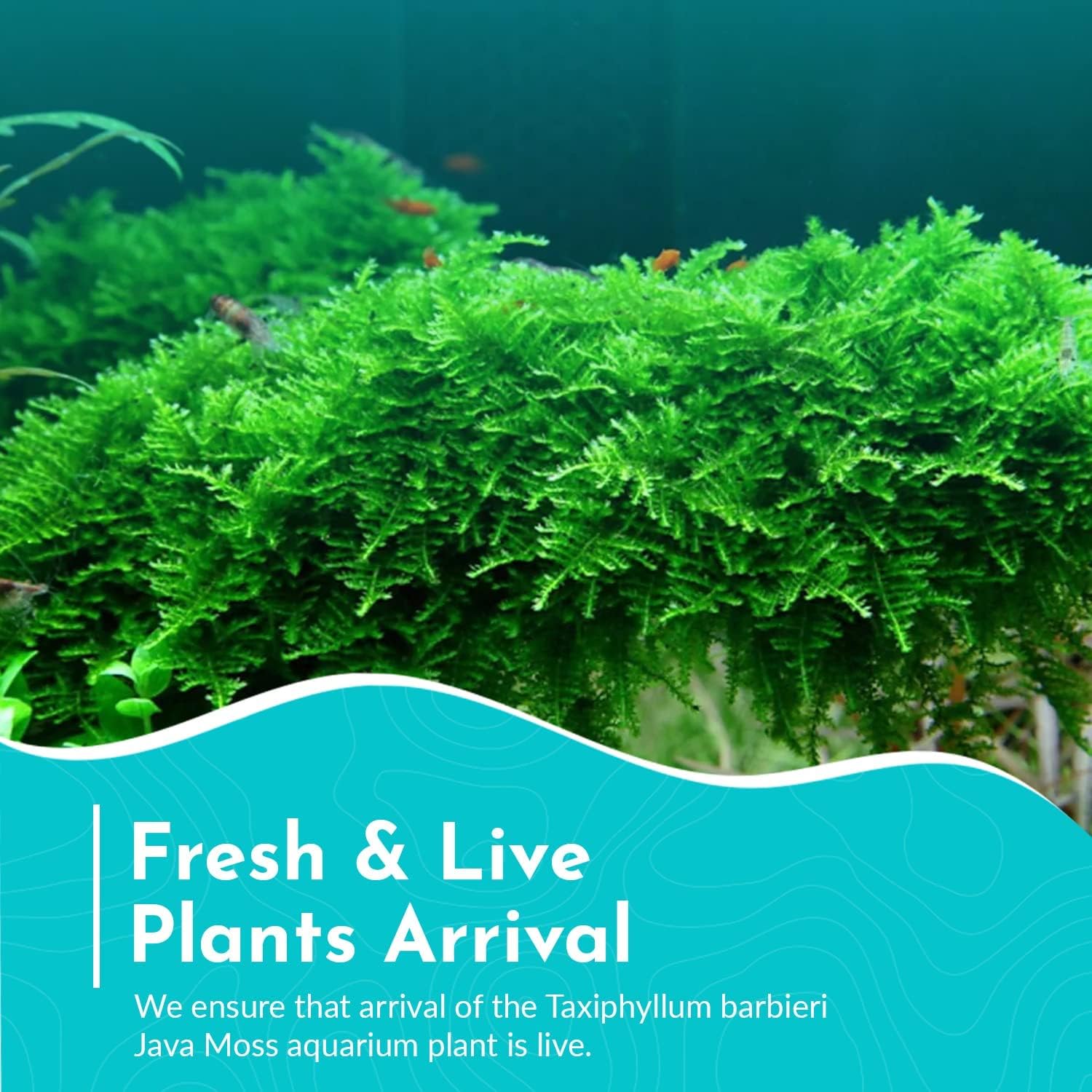 5 Pack Java Moss Taxiphyllum Barbieri Portions
