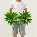 Artificial Agave Plants,Large UV Resistant Fake Agave Planters for Indoor and Outdoor Decorating Artificial Plants for Outdoors Fake Plants (2Pack, 18"