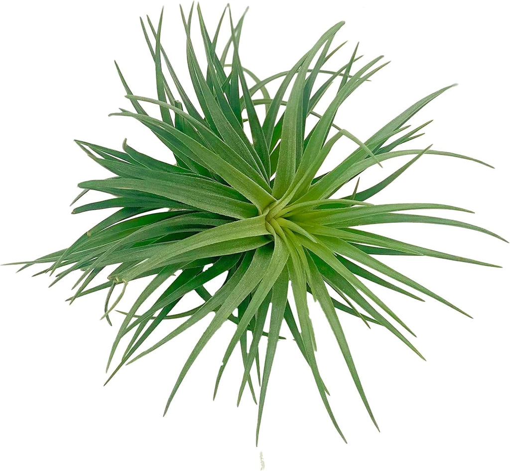 ragnaroc Air Plants - Flowering Tillandsia Pink Paske Large 5" - 2ct - Live Arrival Guaranteed - House Plants for Home Decor & Gift