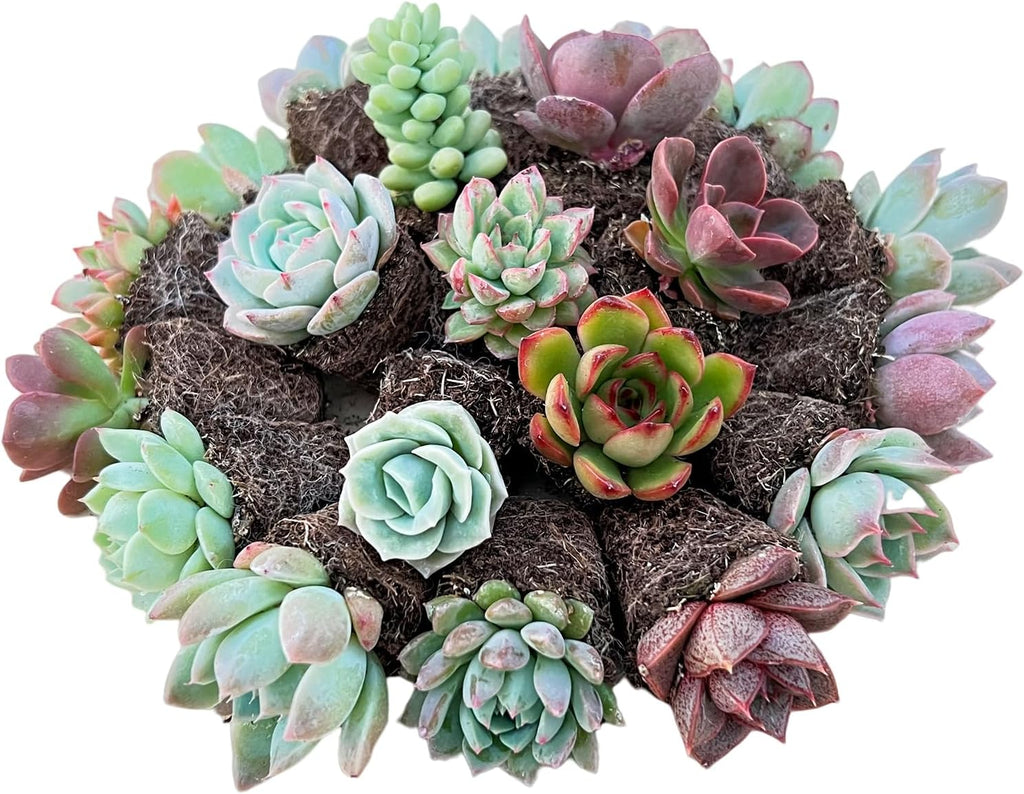Sprout N Green 5 Assorted Succulents with Root, 5 Different Varieties Live Plants Collection, Without Plant Pot, Great for Gardener Beginner, DIY Projects, Wedding Party Favor, Easy to Care
