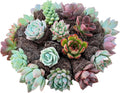 Sprout N Green 5 Assorted Succulents with Root, 5 Different Varieties Live Plants Collection, Without Plant Pot, Great for Gardener Beginner, DIY Projects, Wedding Party Favor, Easy to Care