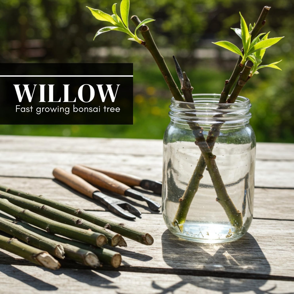 Eversong Weeping Willow Bonsai Tree Cutting to Grow - Thick Trunk Cutting, Fast Growing- Great Gift