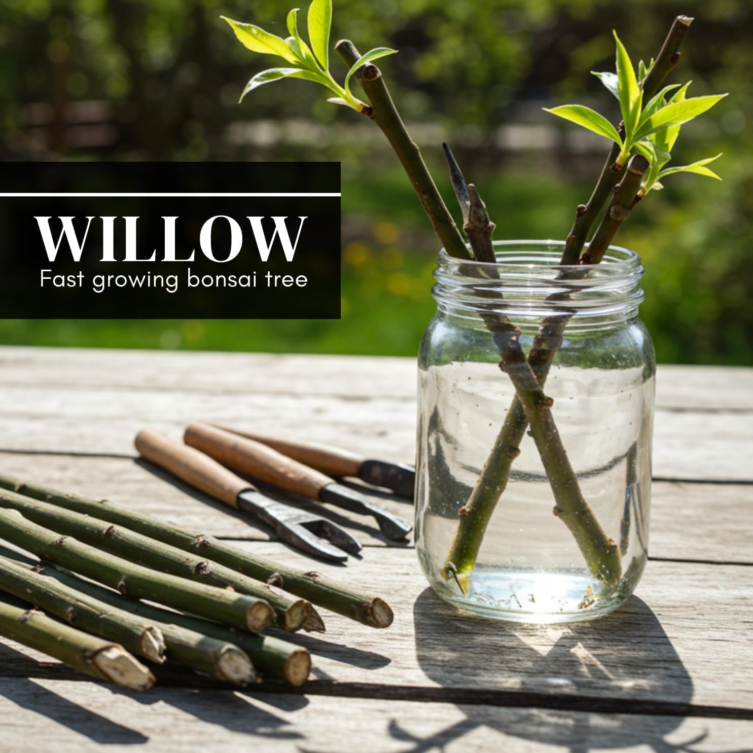 Eversong Weeping Willow Bonsai Tree Cutting to Grow - Thick Trunk Cutting, Fast Growing- Great Gift