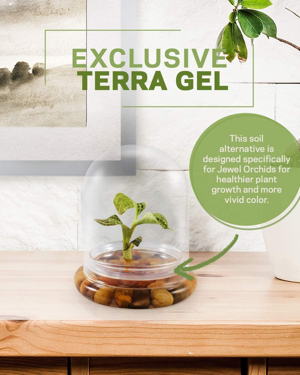 Jewel Orchid [Macodes sanderiana/petola] Live Orchid in Self-Sustaining Ecosystem, Maintenance Free Healthy Terrarium Plants Guarantee, Office and Home Decor (M. sanderiana Without Moss)