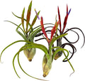 ragnaroc Air Plants - Flowering Tillandsia Caput Medusae, Large 5-7" - 3ct - Live Arrival Guaranteed - House Plants for Home Decor & Gift