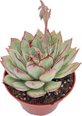 Live Succulent Plants Echeveria Moon GAD Varnish, Easy Care Potted Succulents in 4" Pots, Indoor Houseplant, Unique Gifts, Home Office Décor