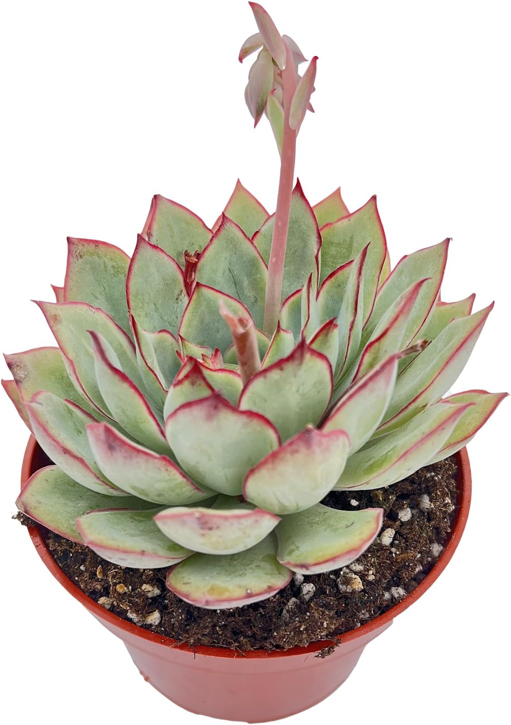 Live Succulent Plants Echeveria Moon GAD Varnish, Easy Care Potted Succulents in 4" Pots, Indoor Houseplant, Unique Gifts, Home Office Décor