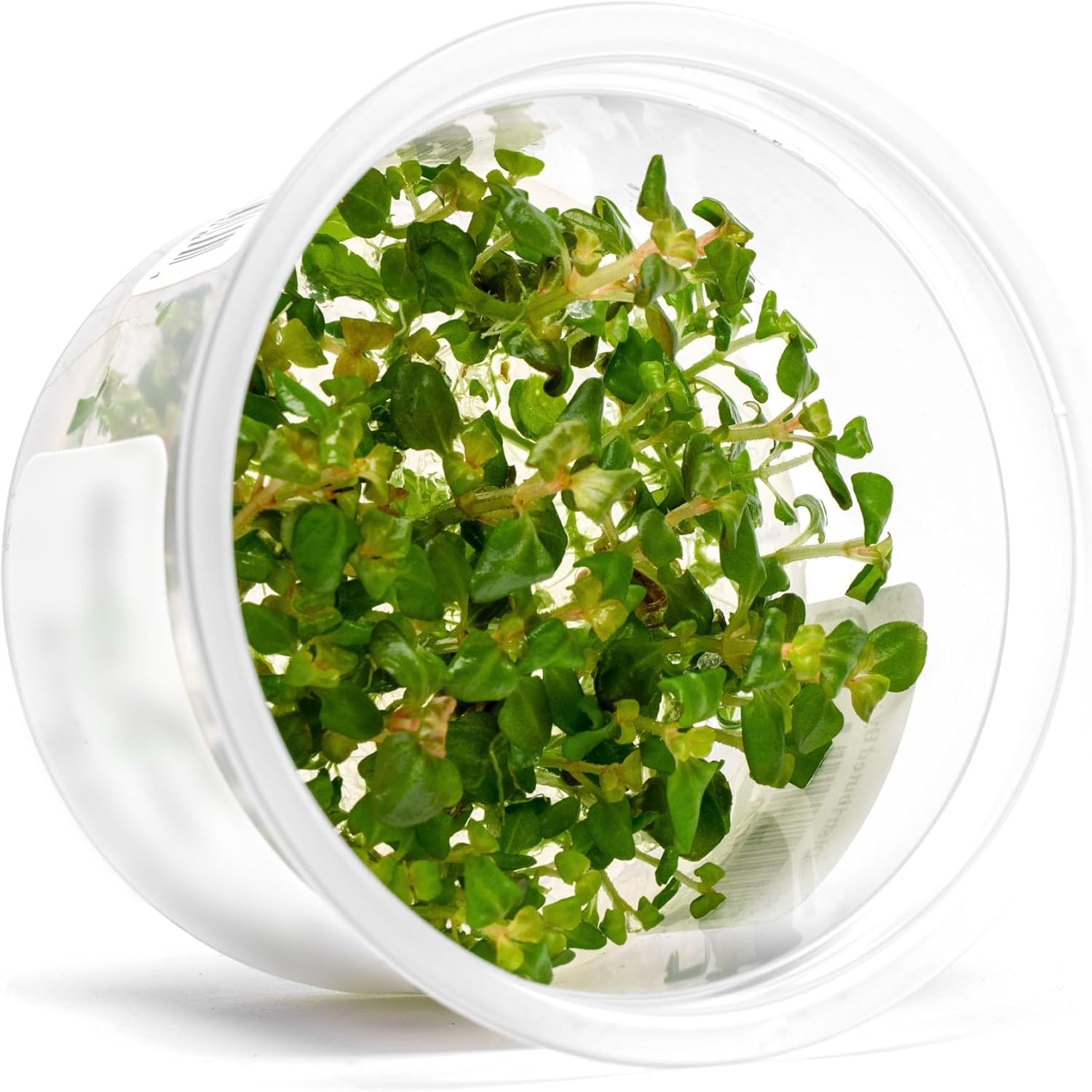 SubstrateSource Live Plant - Aciotis acuminifolia - Slow-Growing Midground Red Accent Plant for Aquascaping, Snail-Free in Vitro Aquarium Stem Plant - Tissue Culture