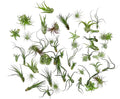ragnaroc Air Plants Bulk - Tillandsia Variety Wholesale Pack, Regular 1-3" - 50ct - Live Arrival Guaranteed - House Plants for Home Decor & Gift