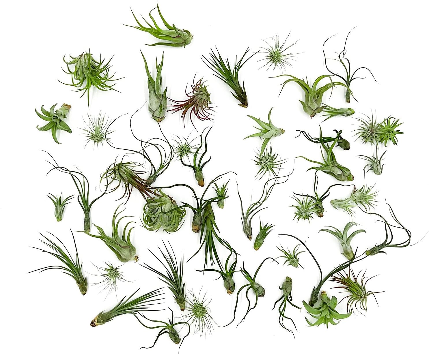 ragnaroc Air Plants Bulk - Tillandsia Variety Wholesale Pack, Regular 1-3" - 50ct - Live Arrival Guaranteed - House Plants for Home Decor & Gift