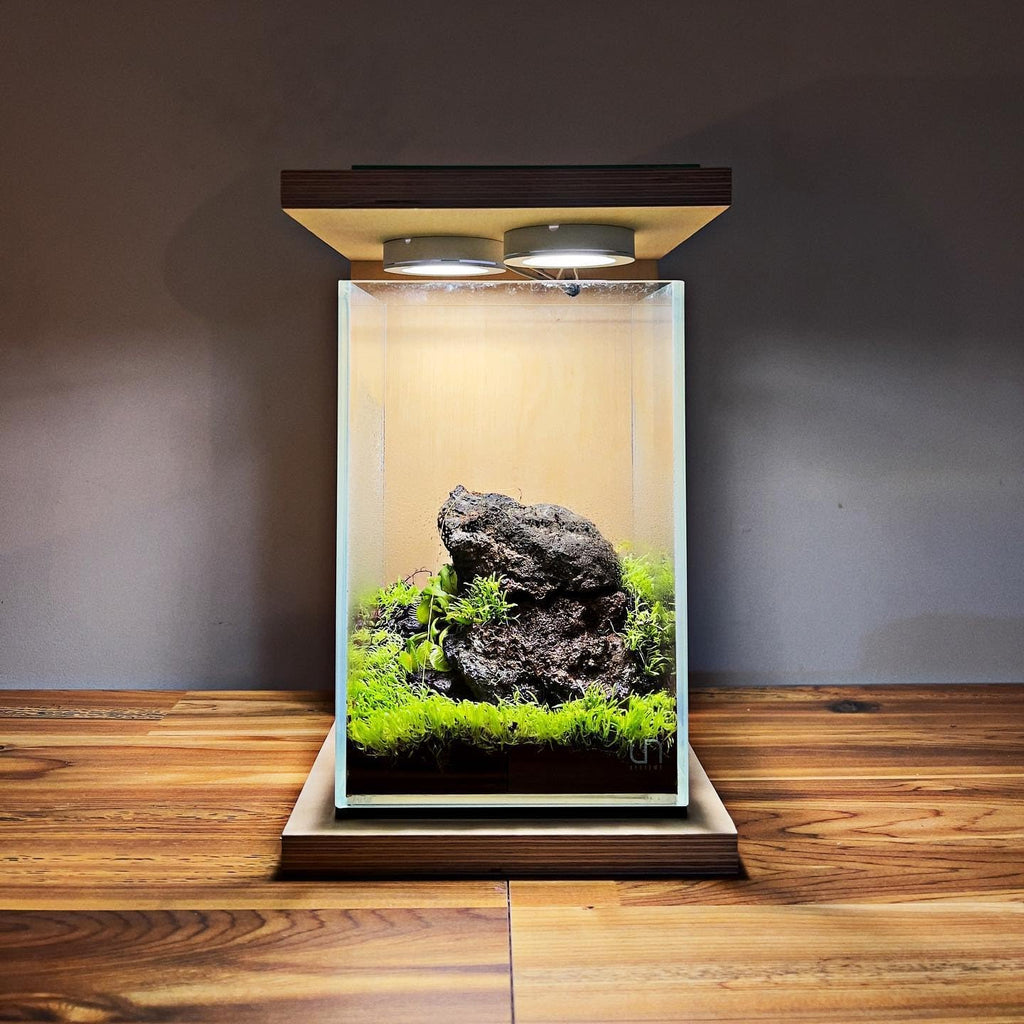 SubstrateSource Live Plant - Utricularia Graminifolia Tissue Culture Aquatic Live Aquarium Plant Grass Carpet for Aquascape - 100% Snail Free in Vitro Cup (Utricularia Graminifolia)
