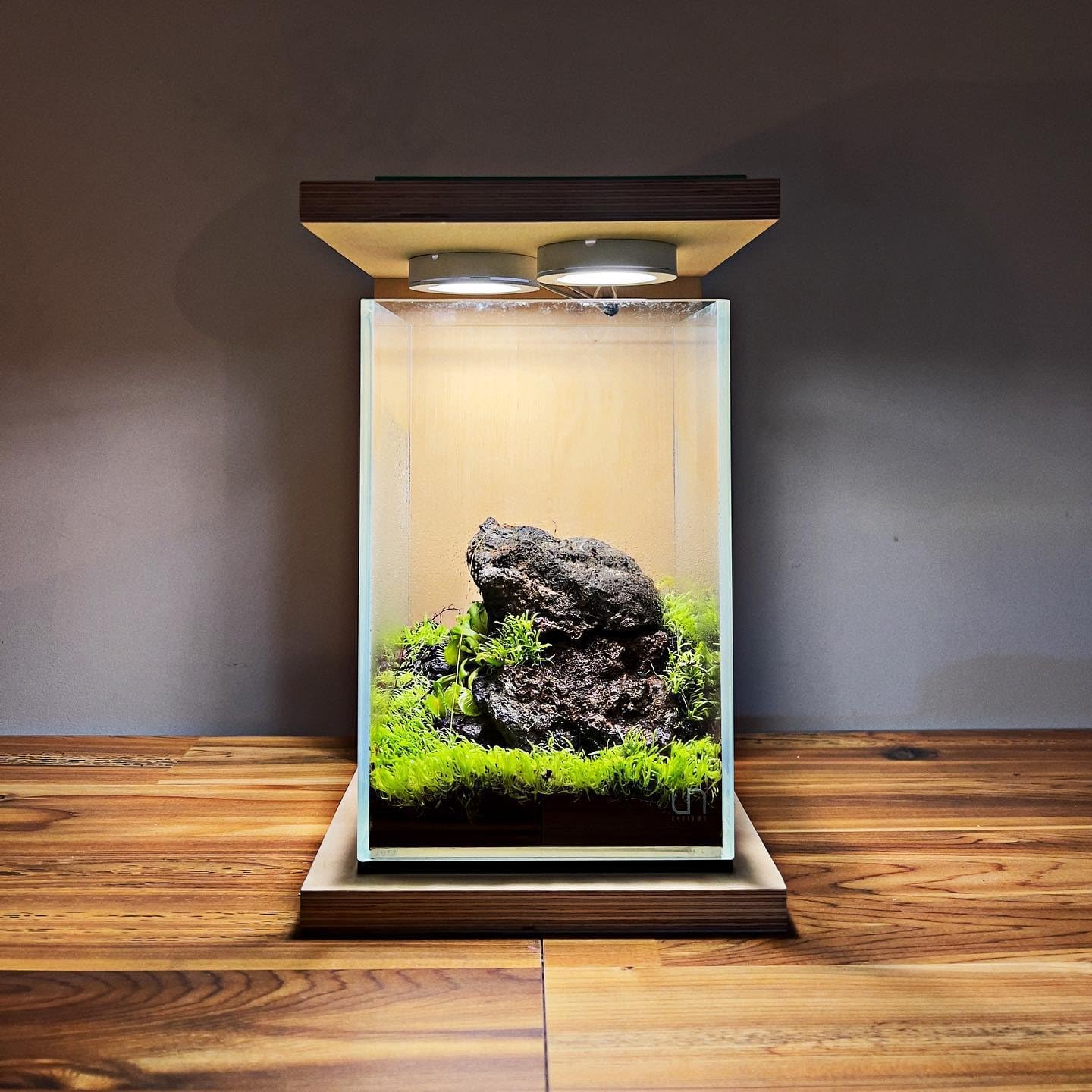 SubstrateSource Live Plant - Utricularia Graminifolia Tissue Culture Aquatic Live Aquarium Plant Grass Carpet for Aquascape - 100% Snail Free in Vitro Cup (Utricularia Graminifolia)