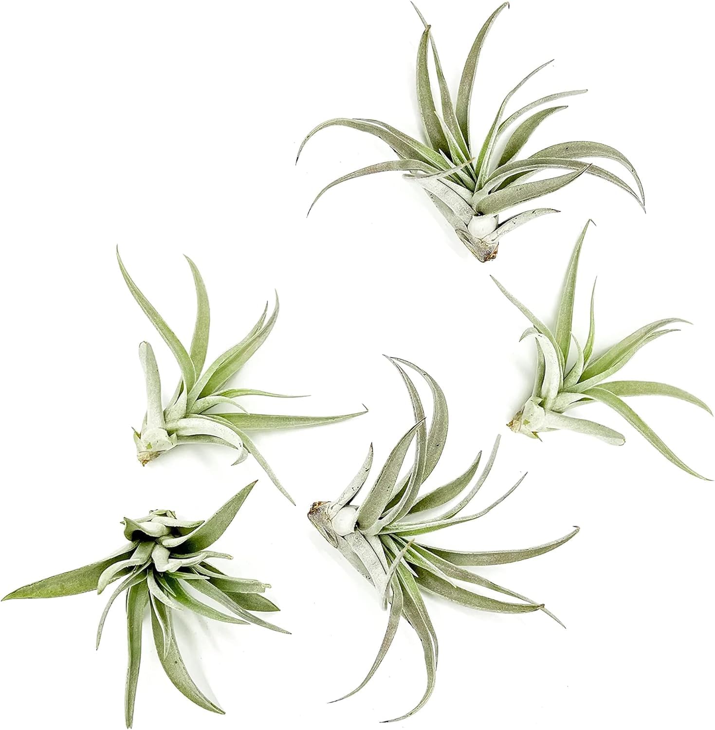 ragnaroc Air Plants - Flowering Tillandsia Harrisii, Large 3-5" - 5ct - Live Arrival Guaranteed - House Plants for Home Decor & Gift