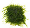 SubstrateSource Live Aquarium Plants on Driftwood, Lava Rock, Moss, Fiber Mat - Freshwater Fish Tanks - Easy, Beginner Friendly (Spiky Moss on Stainless Steel)