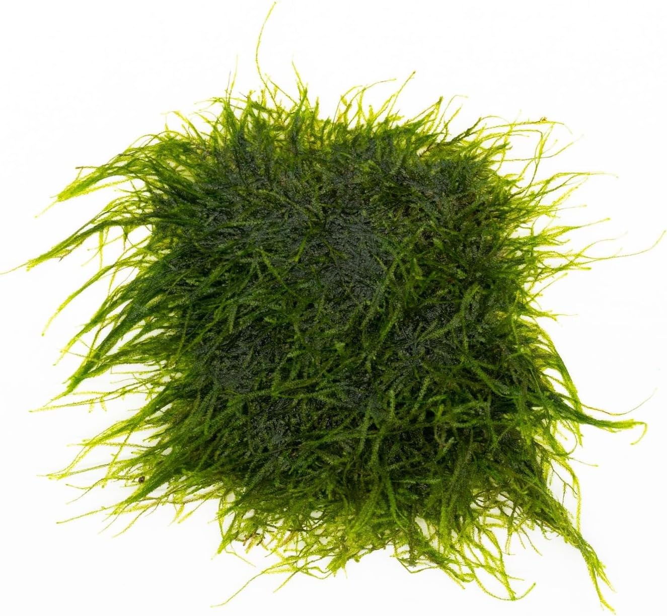 SubstrateSource Live Aquarium Plants on Driftwood, Lava Rock, Moss, Fiber Mat - Freshwater Fish Tanks - Easy, Beginner Friendly (Spiky Moss on Stainless Steel)