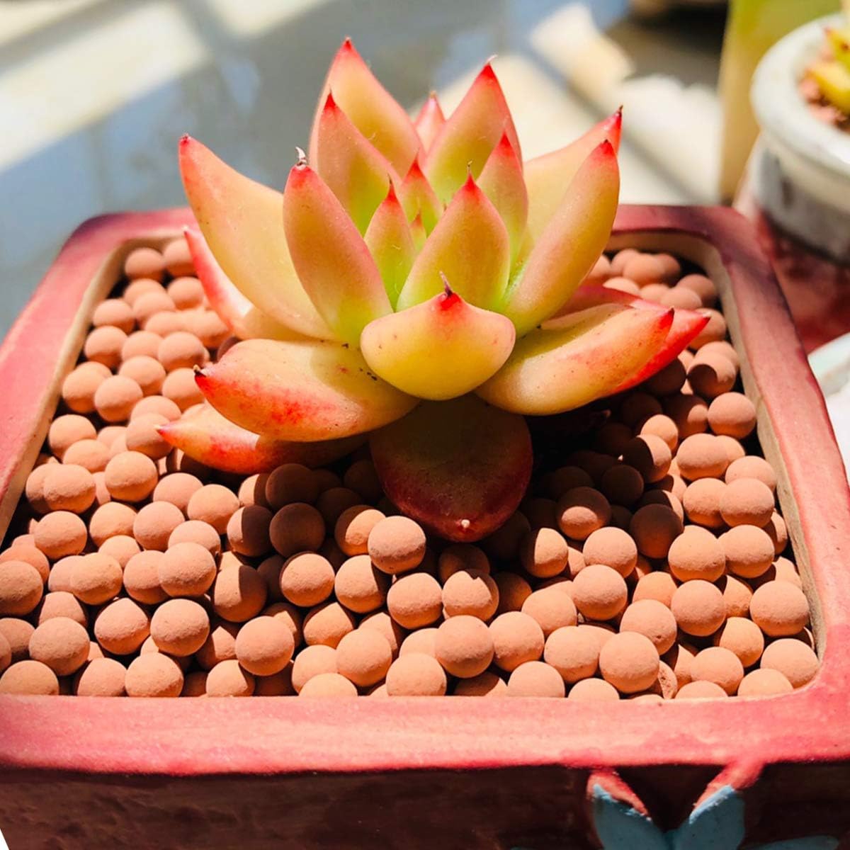 Clay Pebbles Gardening Ceramsite Orchid Hydroponic Grow Media Clay Rocks Drainage Water Purification Ceramsite Decor Cultivation Soil Stone Horticultural Grade for Soil Hydroponics Aquaponics 2.2lb