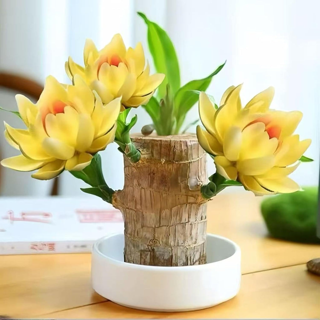 Lucky Wood Plant, Small Indoor Plant, Brazilian Wood Plants, About to Sprout, Office Desk Ornaments, Kitchen, Living Room, Home Decoration