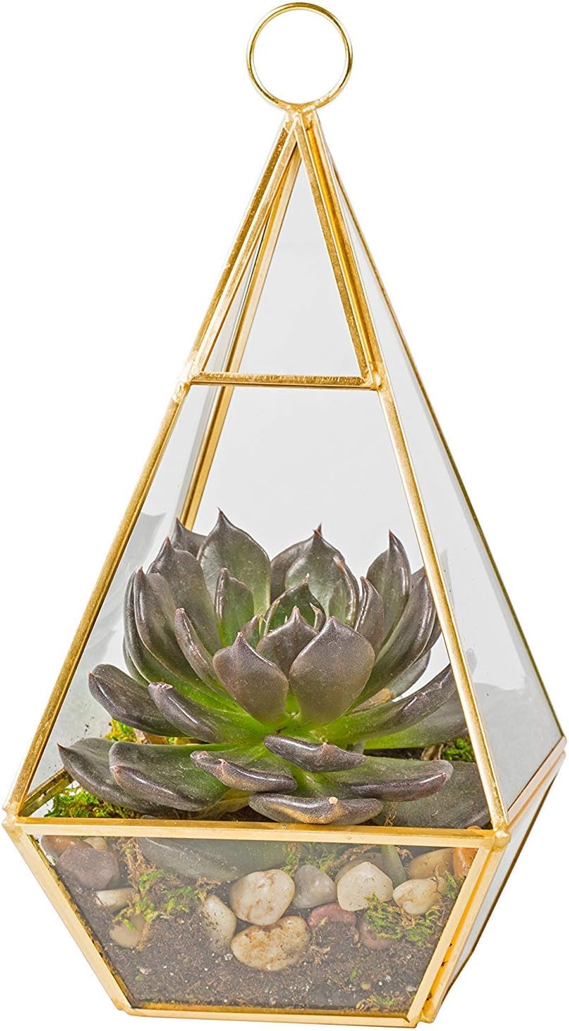 D'Eco Hanging Glass Pyramid Plant Terrarium (5x5x10)- Indoor Tabletop Gold Geometric Planter Terrarium for Succulents, Air Plants, Moss - Home & Office Holiday Decor - Xmas Gift for Plant Lovers
