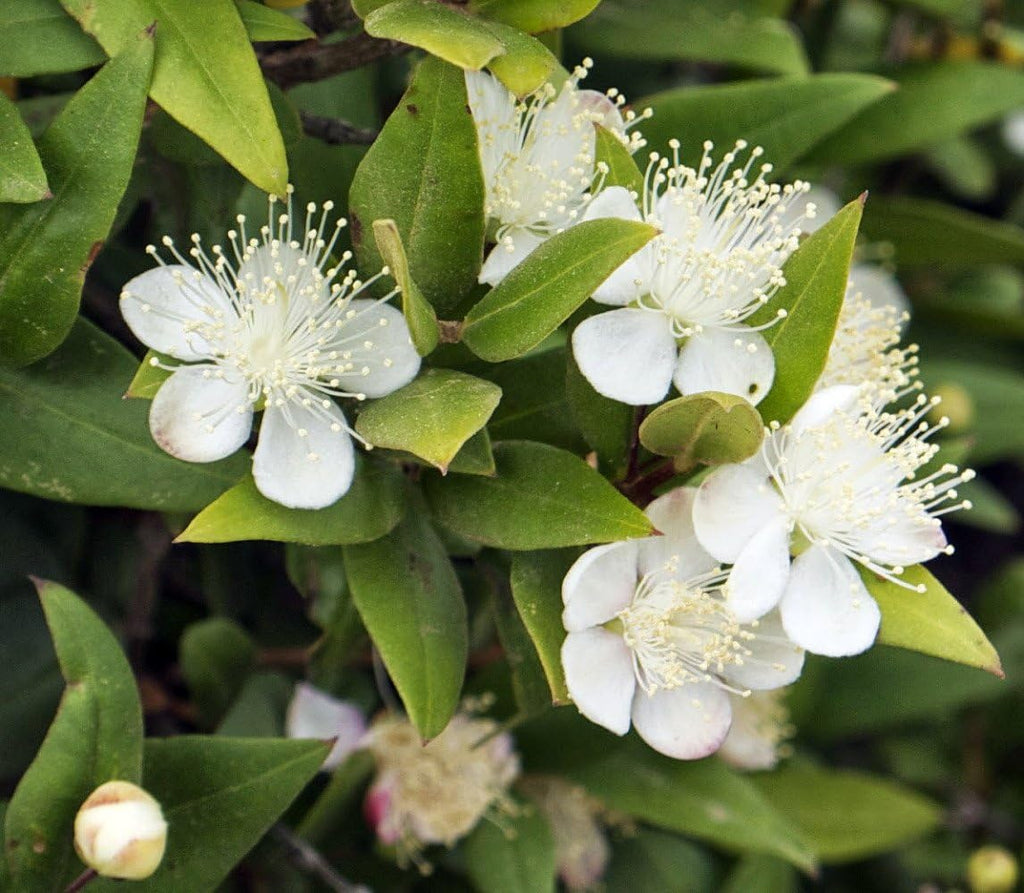 Biblical Myrtle Herb Plant - Myrtus - Ancient Herb - 4.5" Pot - Topiary