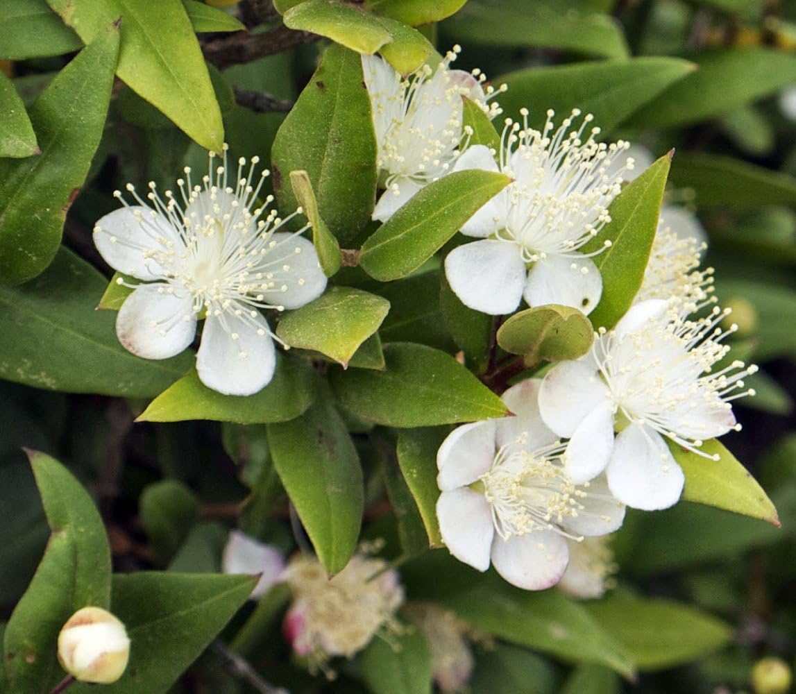 Biblical Myrtle Herb Plant - Myrtus - Ancient Herb - 4.5" Pot - Topiary