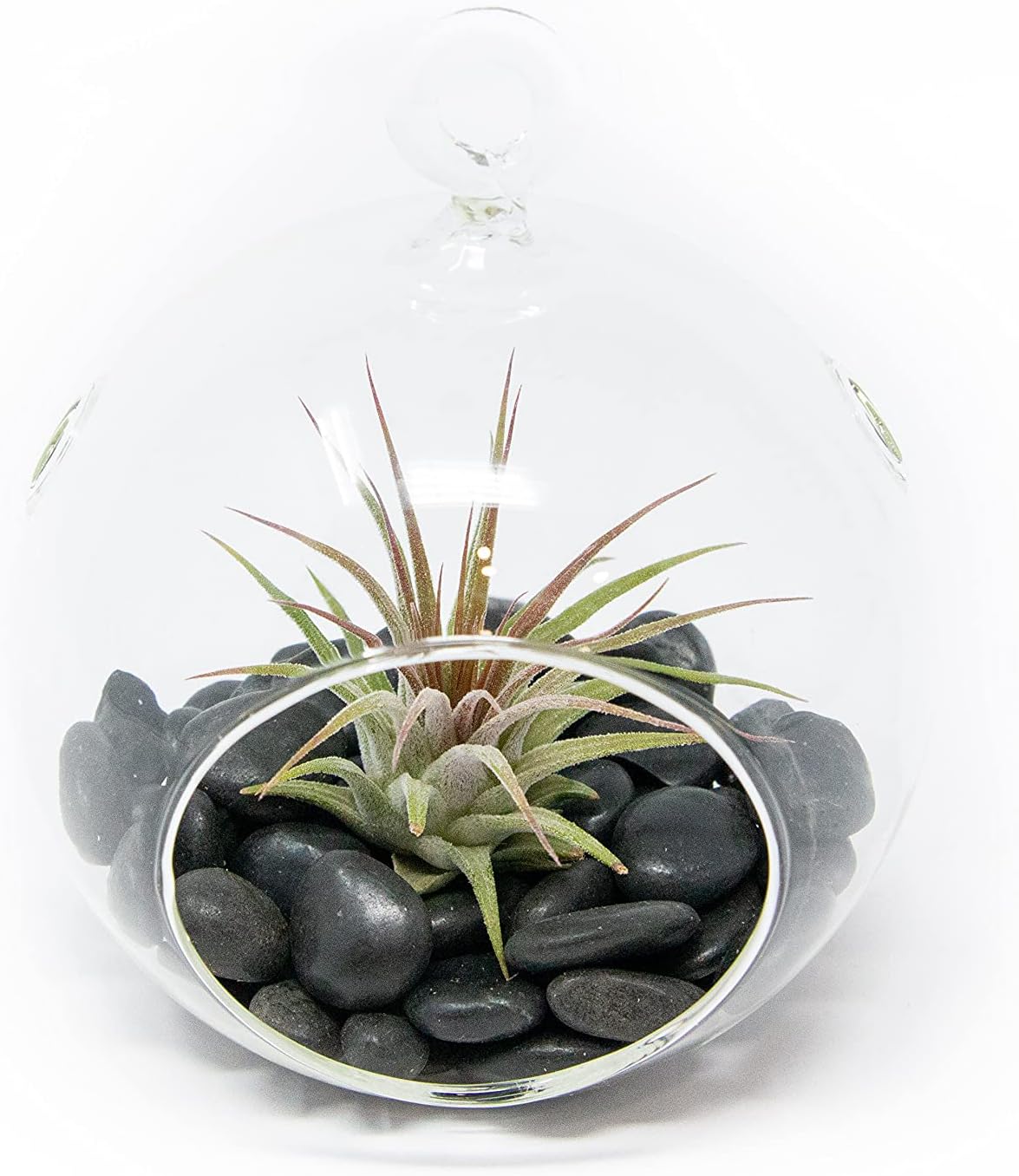 Stunning Flat Bottom Globe Plant Terrarium Kit - Small Assorted Air Plant and Black Stones in Propagation Jar - Home and Garden Decor Plants Pot - Easy Care Indoor and Outdoor Plants Vase
