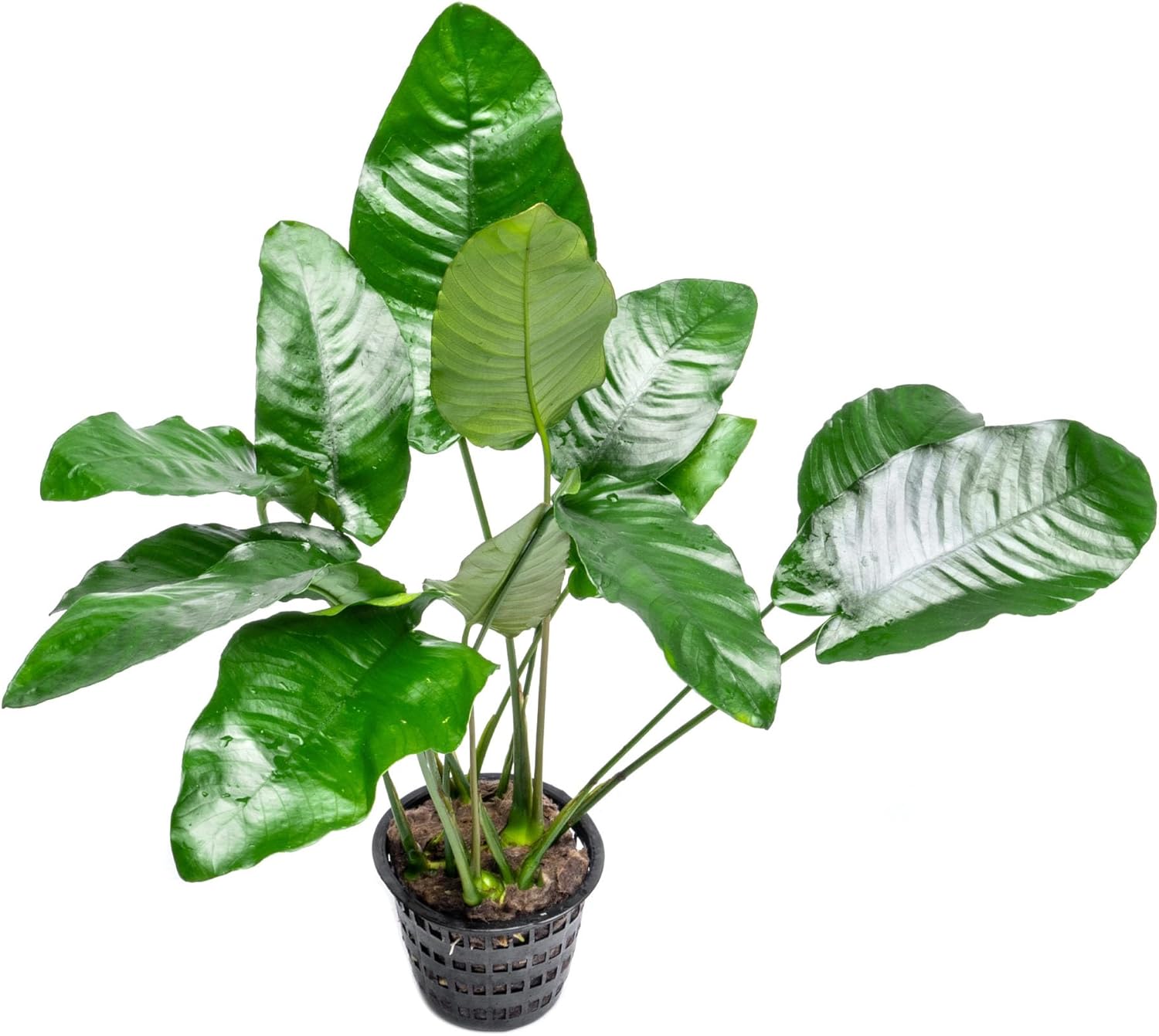 SubstrateSource Anubias Live Aquarium Plants - Potted Freshwater Plant for Fish Tanks, Terrariums - Beginner Friendly Low Light (Barteri, Mother Plant)