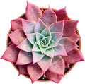 Live Succulent Plants (Echeveria 'Meiya'), Easy Care Houseplant for Home and Office Decor, Great Gift for Housewarming, Birthday, Thanksgiving