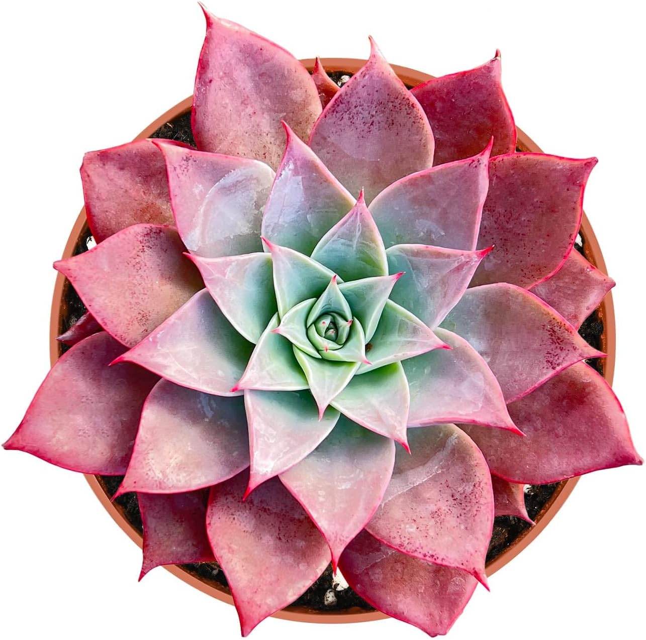 Live Succulent Plants (Echeveria 'Meiya'), Easy Care Houseplant for Home and Office Decor, Great Gift for Housewarming, Birthday, Thanksgiving