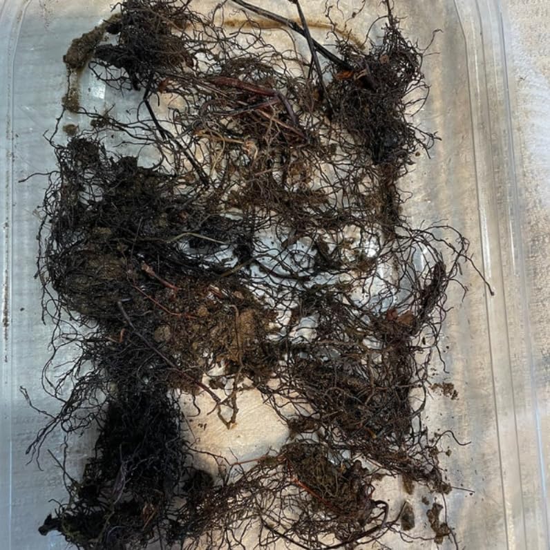 50 Christmas Fern Roots/Rhizomes - Polystichum acrostichoides - (50 Pack)