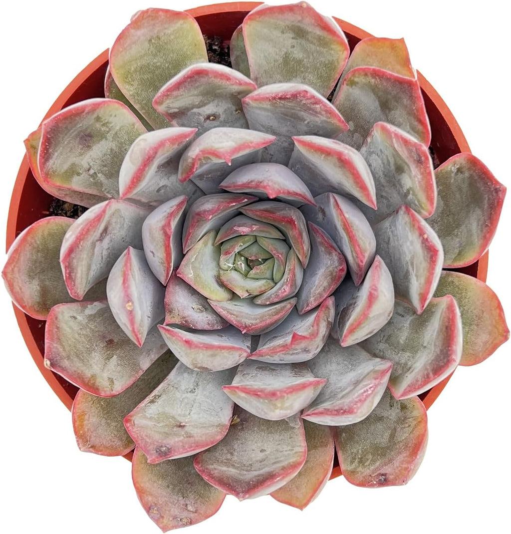 Live Succulent Plants Echeveria 'Dark Ice', Easy Care Potted Succulents in 4" Pots, Indoor Houseplant, Unique Gifts, Home Office Décor