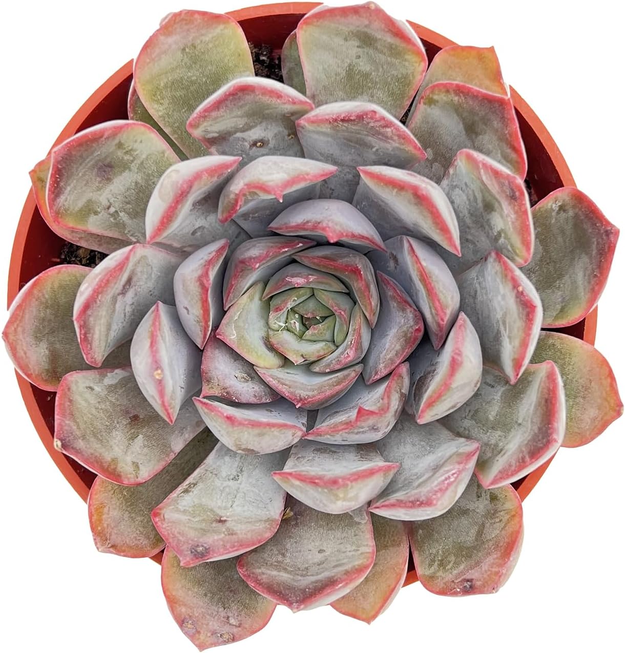 Live Succulent Plants Echeveria 'Dark Ice', Easy Care Potted Succulents in 4" Pots, Indoor Houseplant, Unique Gifts, Home Office Décor