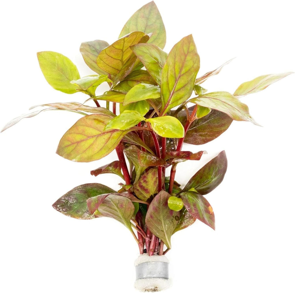 SubstrateSource Live Aquarium Stem Plants - Freshwater Aquatic Plant for Fish Tanks, Aquascaping - (Alternanthera Red Broad Leaf, 1 Bunch)