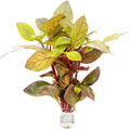 SubstrateSource Live Aquarium Stem Plants - Freshwater Aquatic Plant for Fish Tanks, Aquascaping - (Alternanthera Red Broad Leaf, 1 Bunch)