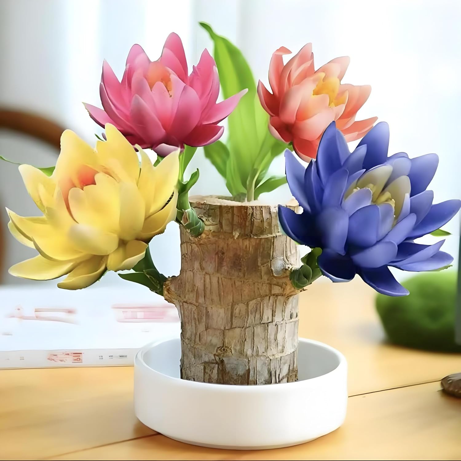Lucky Wood Plant, Small Indoor Plant, Brazilian Wood Plants, About to Sprout, Office Desk Ornaments, Kitchen, Living Room, Home Decoration（Color Mixing）