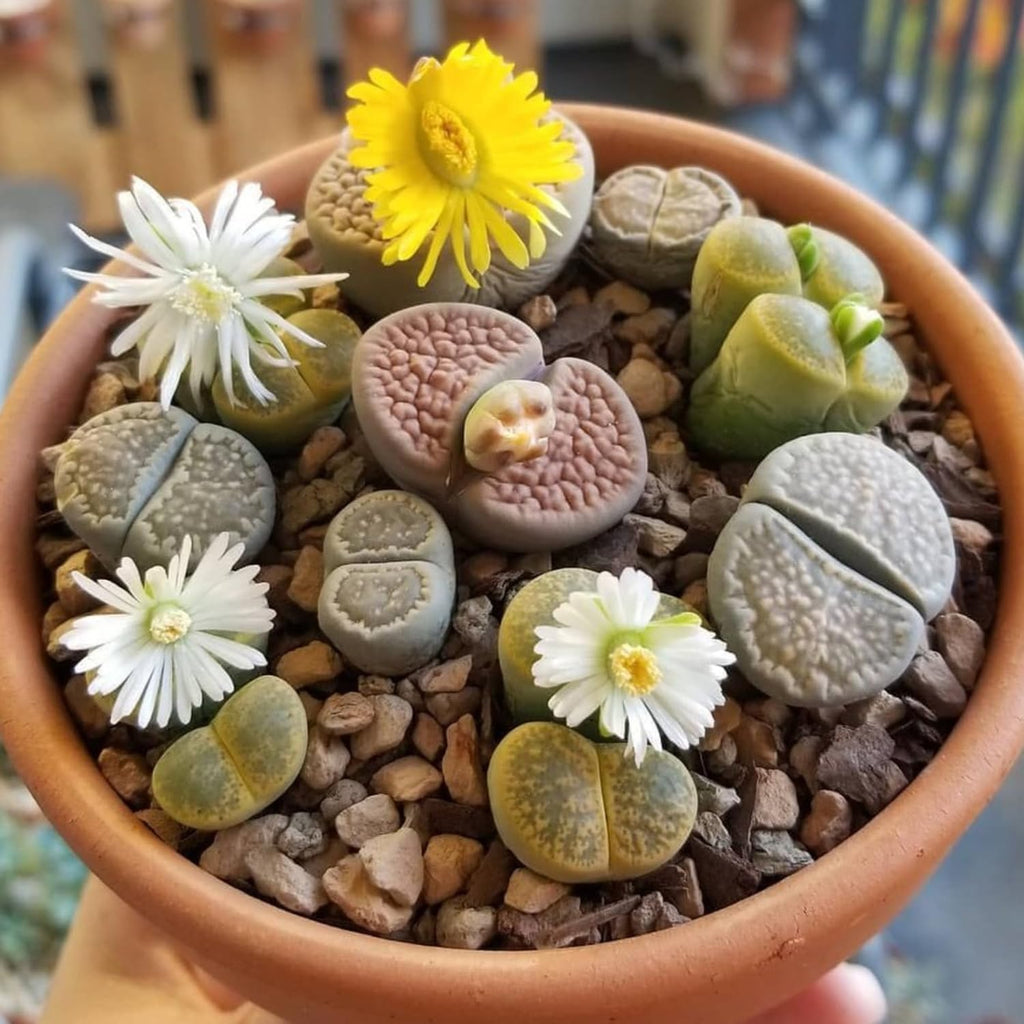 Lithops Large Random Mix Living Stones Succulent Plants Live | 10 Pcs Live Lithops Seedlings | Bare Root Without Pot or Soil, Suitable for Indoor or Outdoor Gardens & Office Use, Friend Plant Lovers