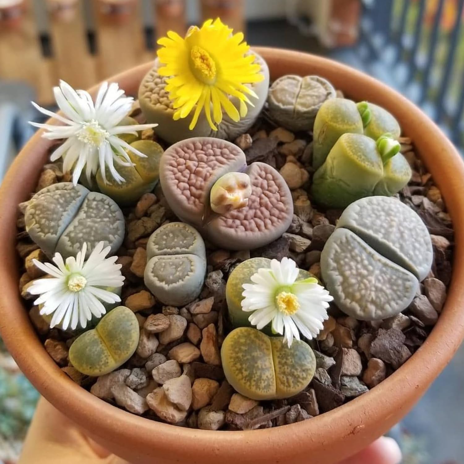 Lithops Large Random Mix Living Stones Succulent Plants Live | 10 Pcs Live Lithops Seedlings | Bare Root Without Pot or Soil, Suitable for Indoor or Outdoor Gardens & Office Use, Friend Plant Lovers